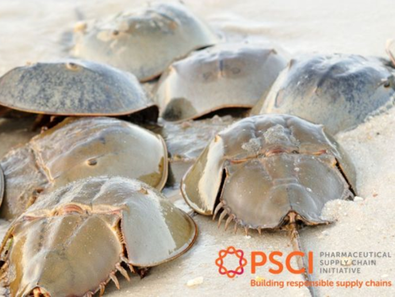 PSCI launches progressive position on the use of Horseshoe Crabs